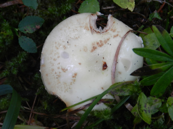 amanita citrina var. citrina?